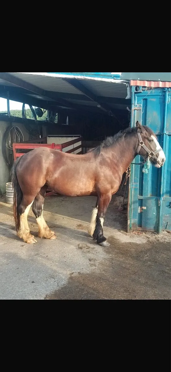 3 year old cob mare - Image 4