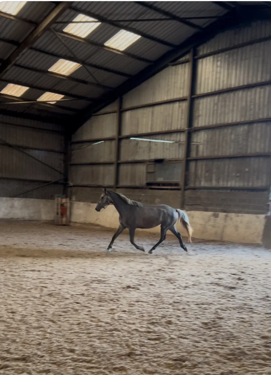 Recip or broodmare