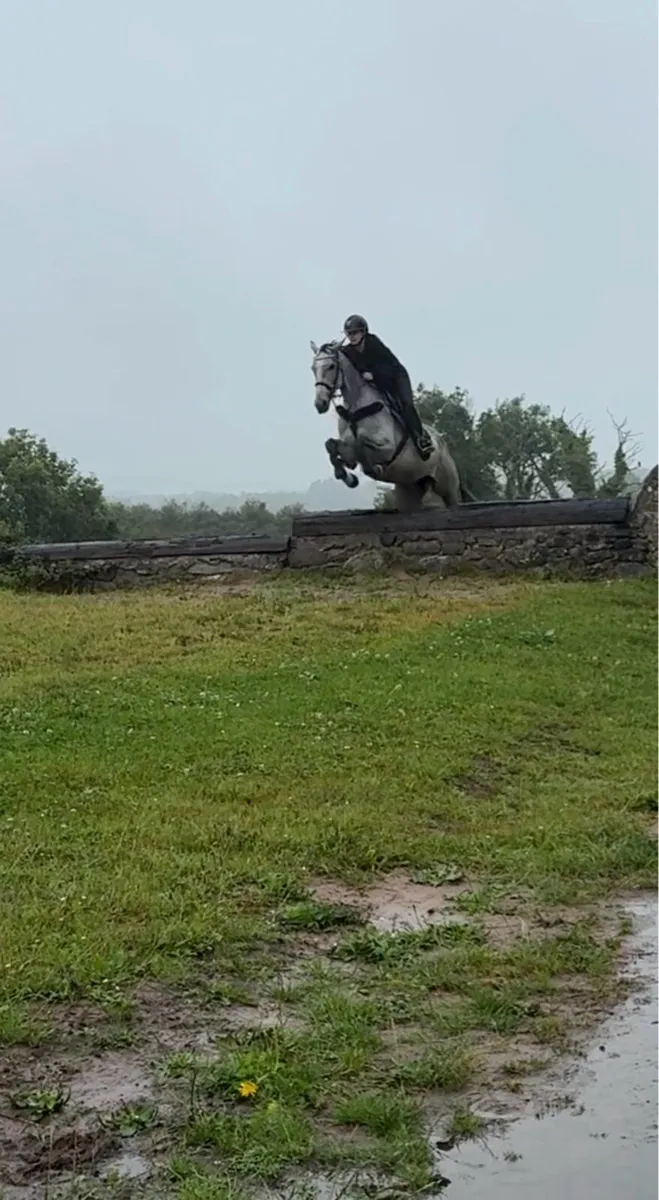 Horse - Image 1