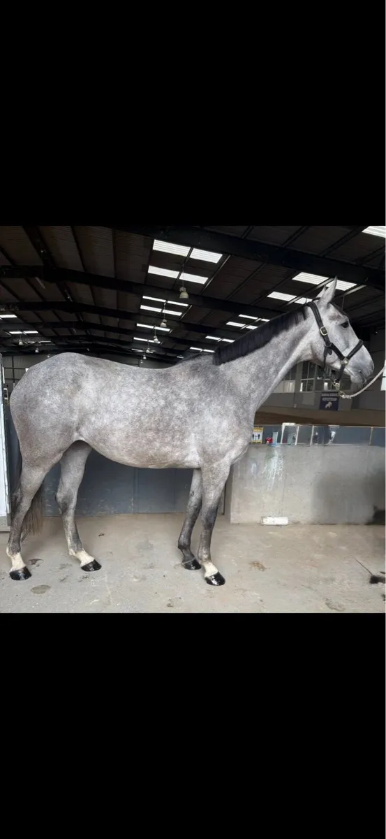 Horse - Image 4