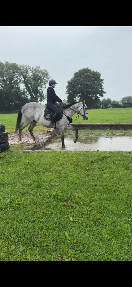 Horse - Image 2