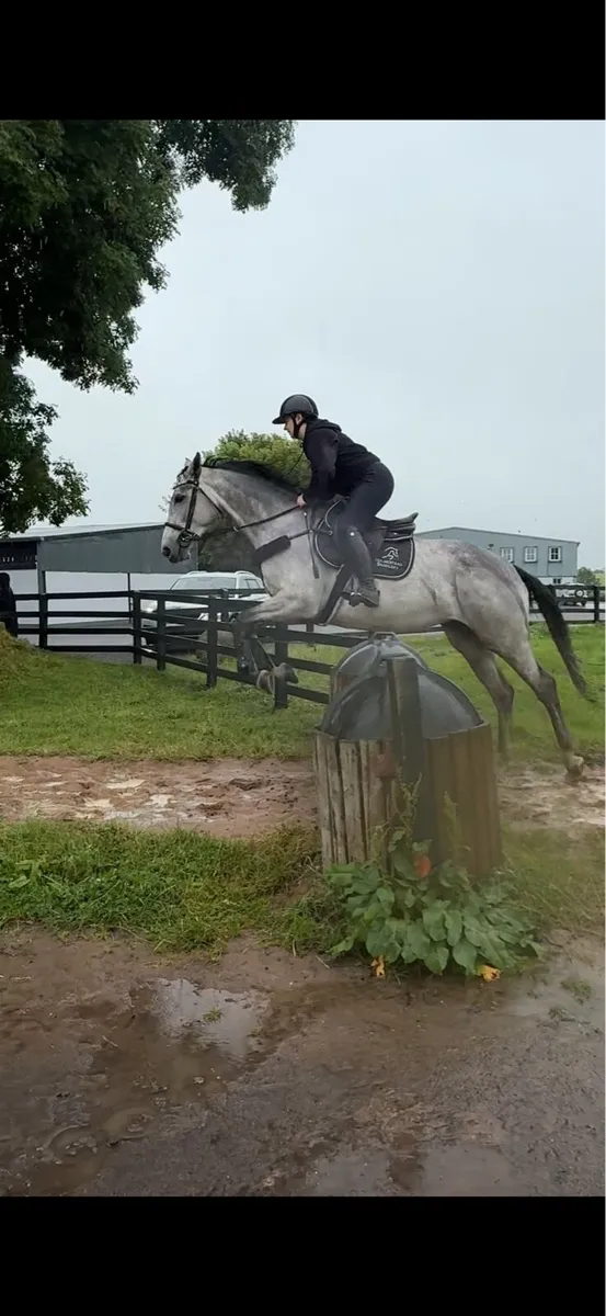 Horse - Image 3