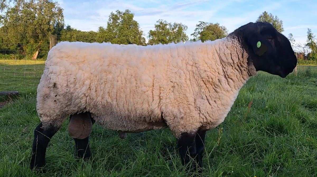 PEDIGREE SUFFOLK SHEEP - Image 2