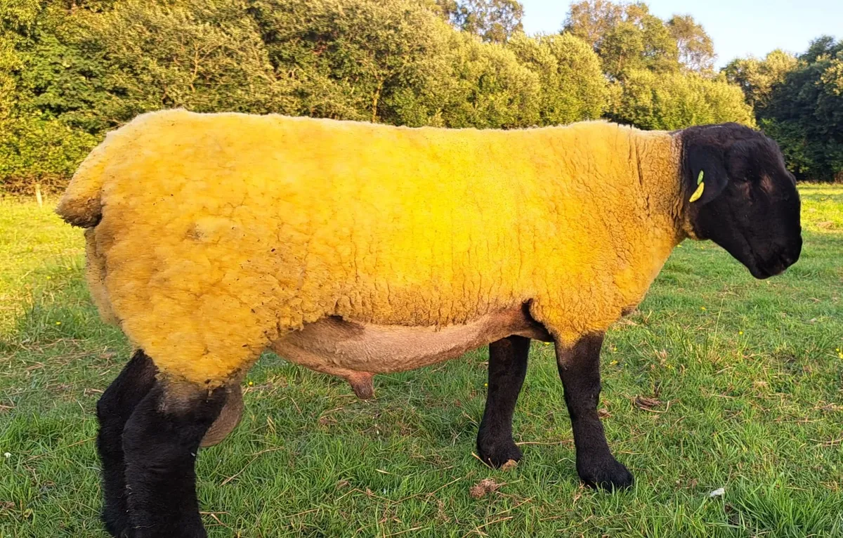PEDIGREE SUFFOLK SHEEP - Image 3