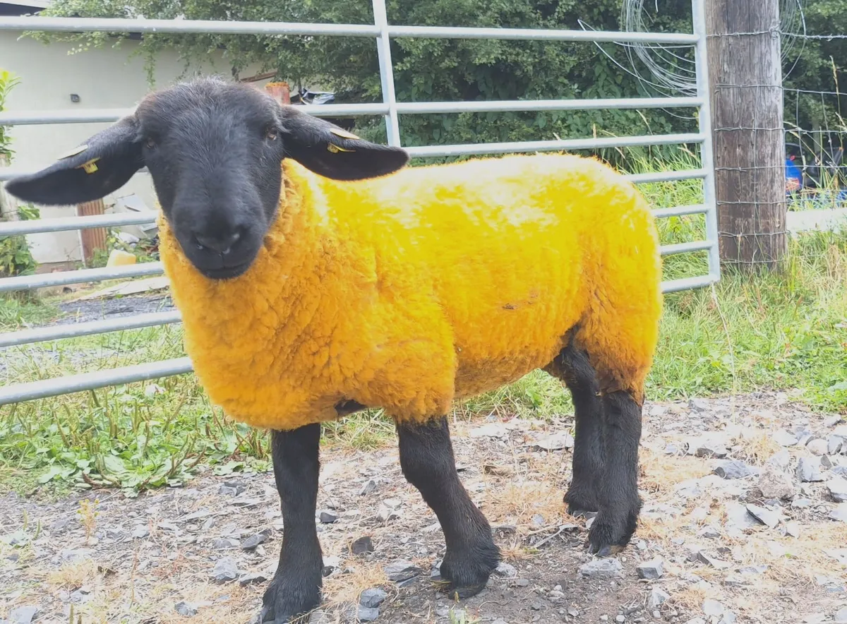 PEDIGREE SUFFOLK SHEEP - Image 4