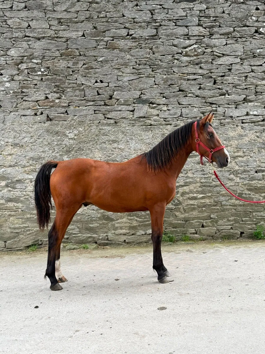 OBOS Quality 004 Colt - Image 1