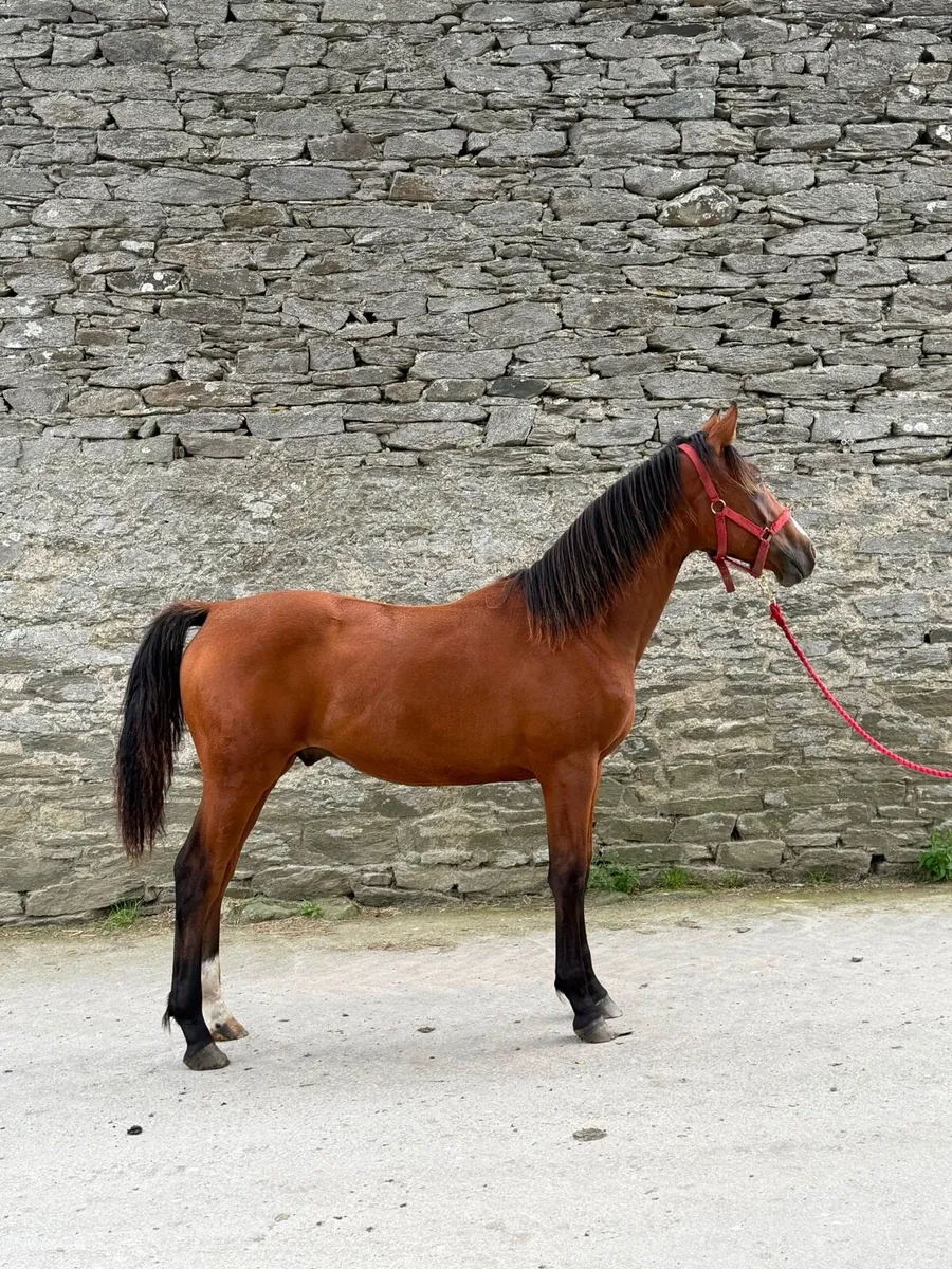OBOS Quality 004 Colt - Image 3