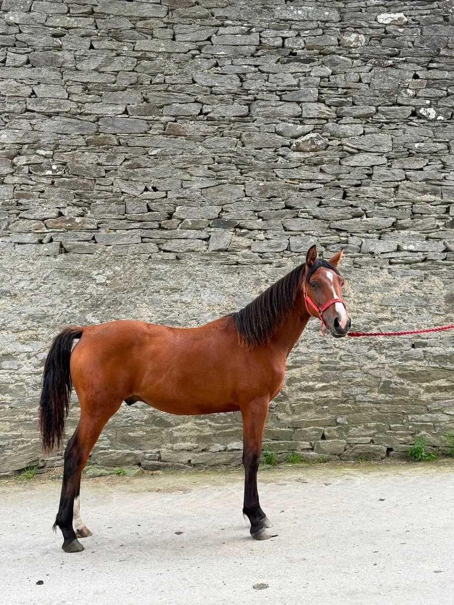 OBOS Quality 004 Colt - Image 4