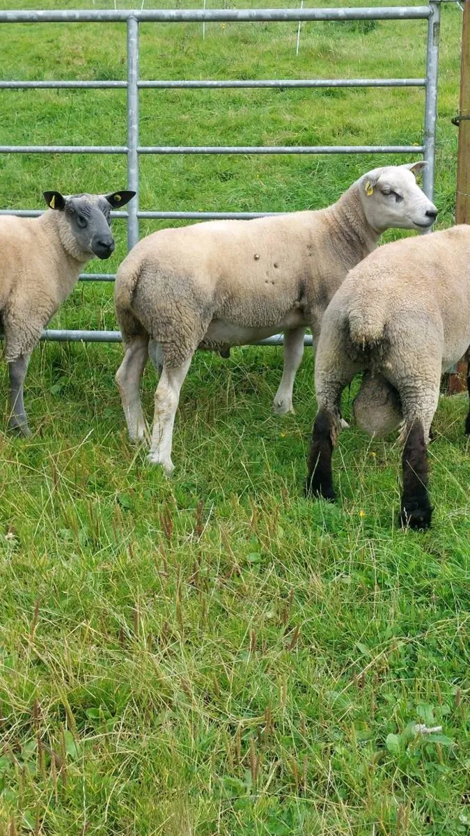 Texel Hogget Rams - Image 4
