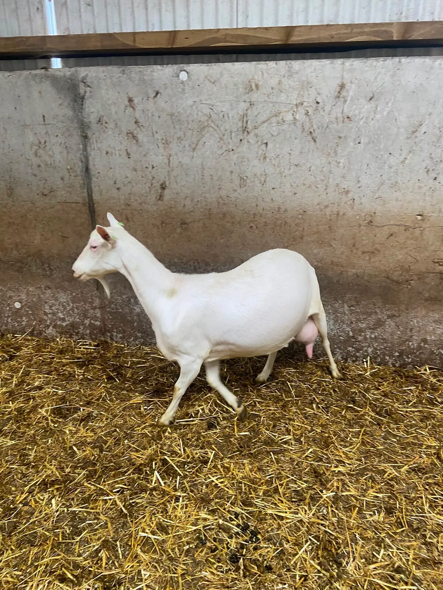 Goats Adult Female - Image 3