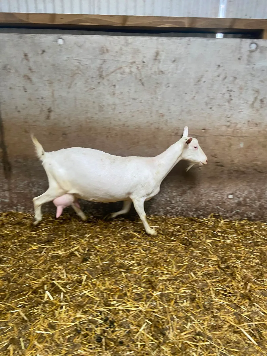 Goats Adult Female - Image 4
