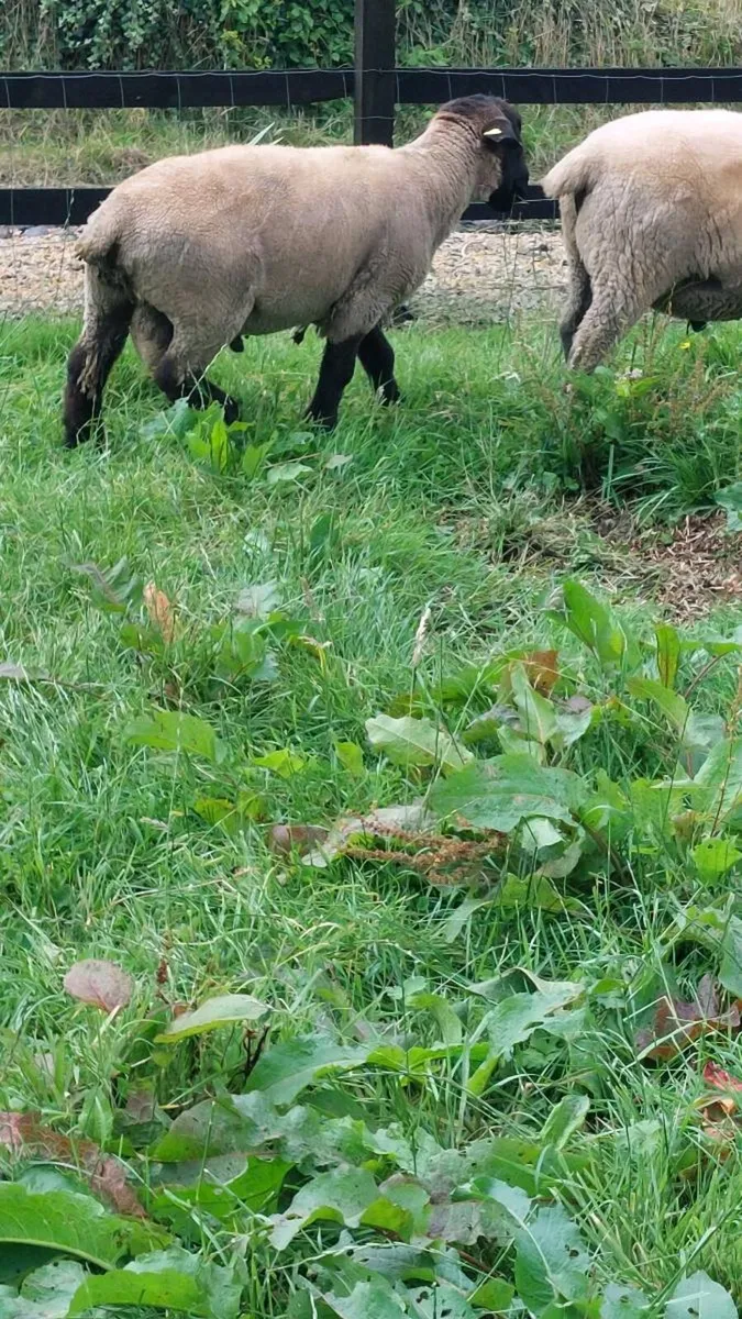Pedigree Hogget Ram - Image 4