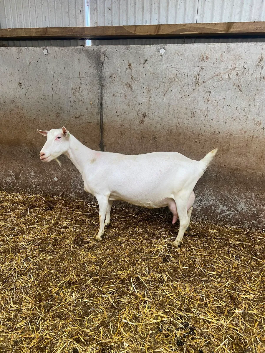 Goats Adult Female - Image 1
