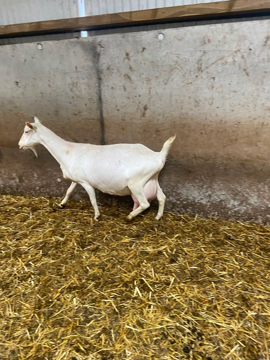 Goats Adult Female - Image 2