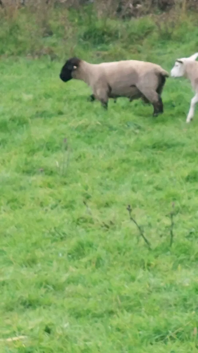 Pedigree Hogget Ram - Image 2