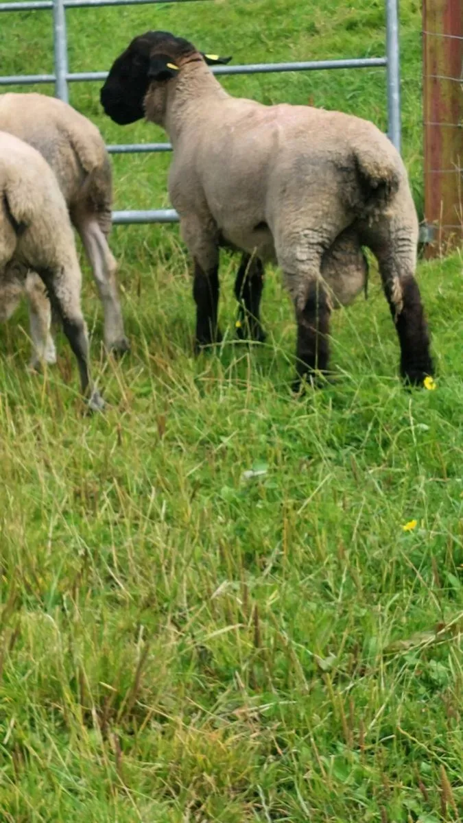 Pedigree Hogget Ram - Image 1