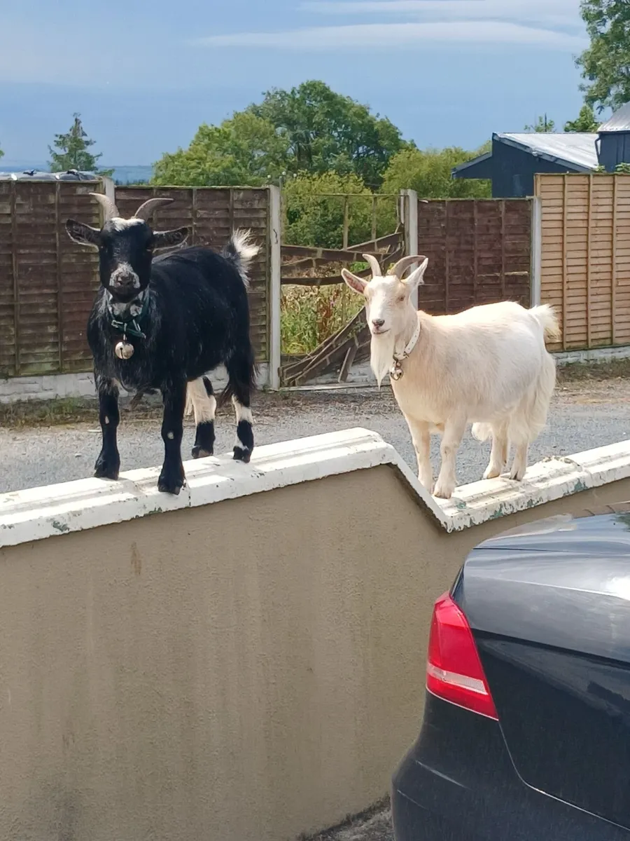 Pygmy female goats - Image 1