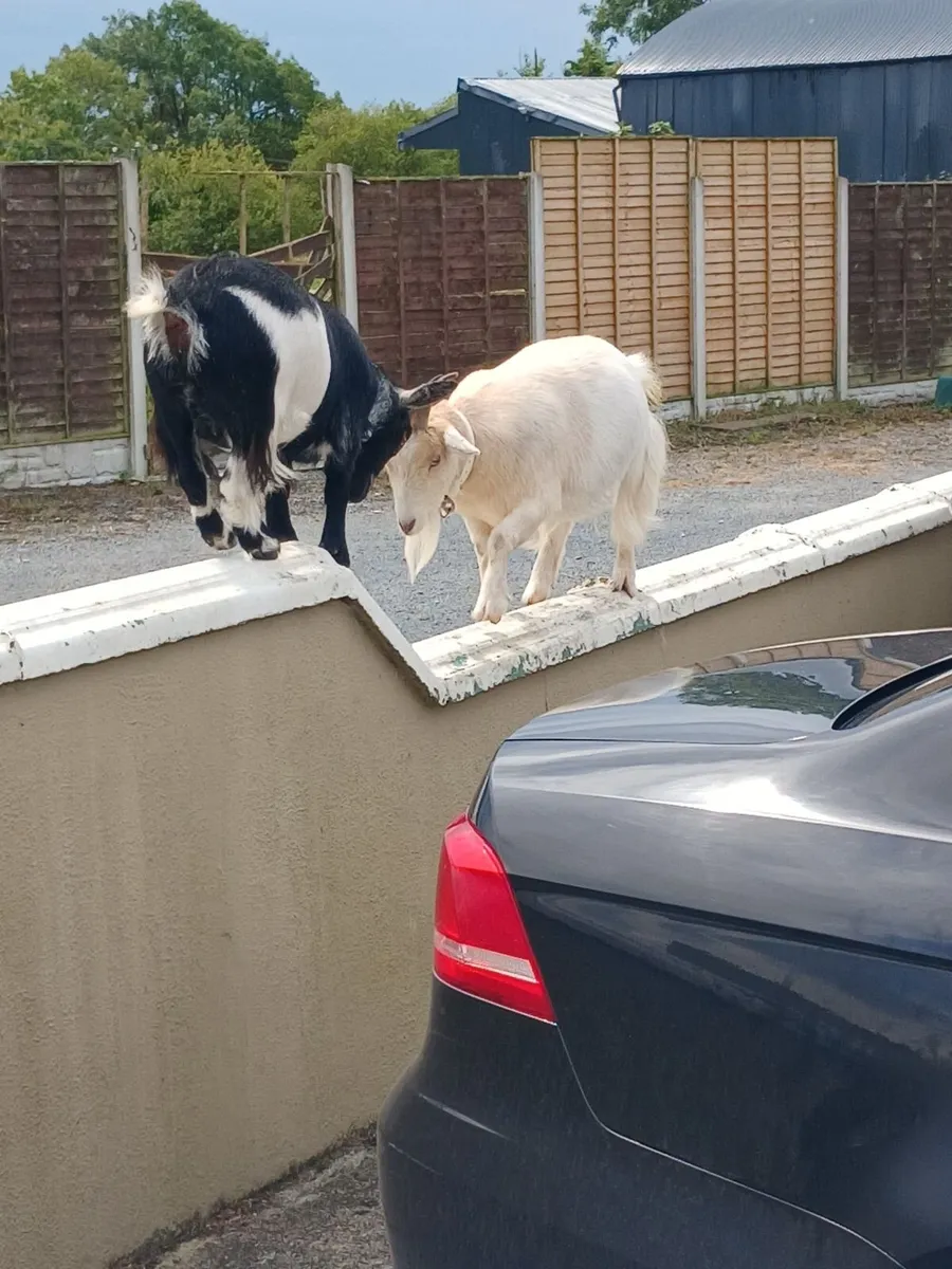 Pygmy female goats - Image 3