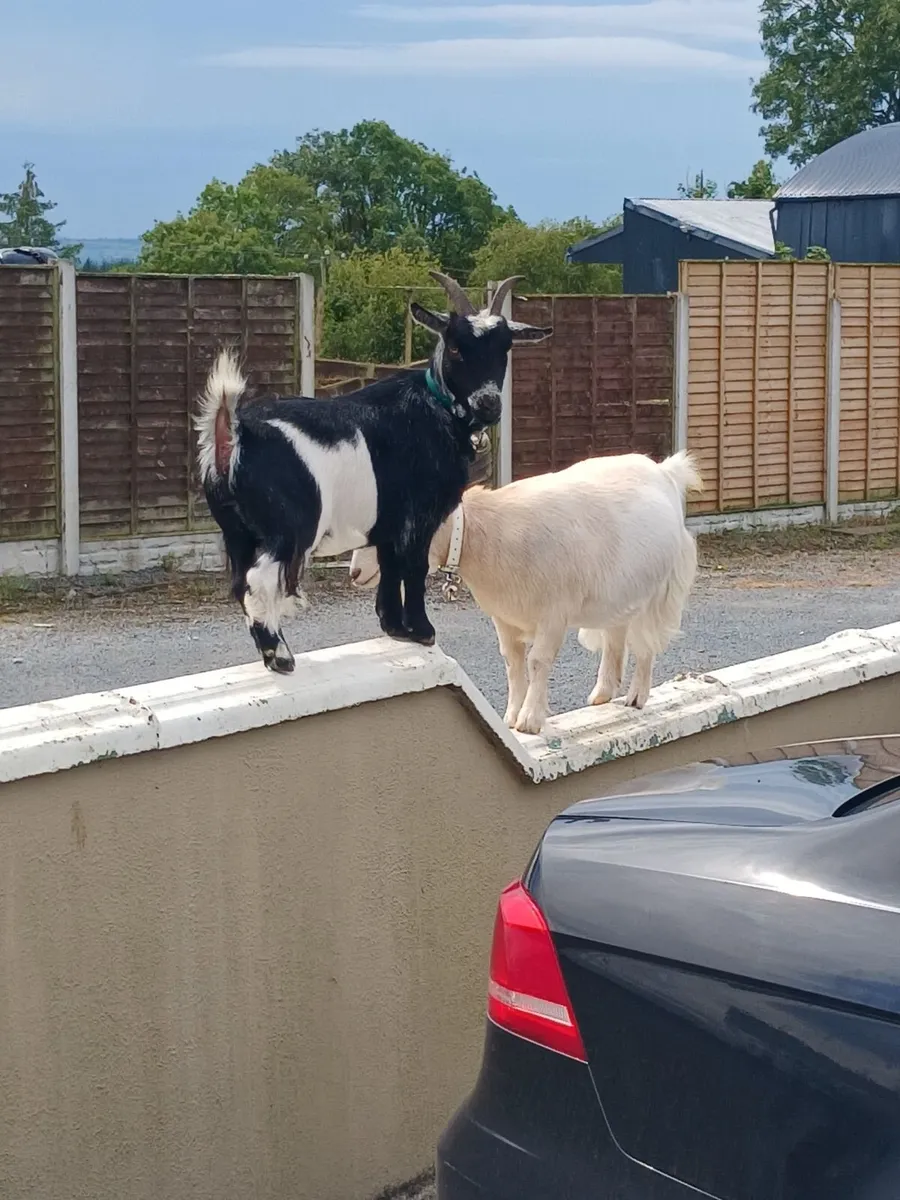 Pygmy female goats - Image 4