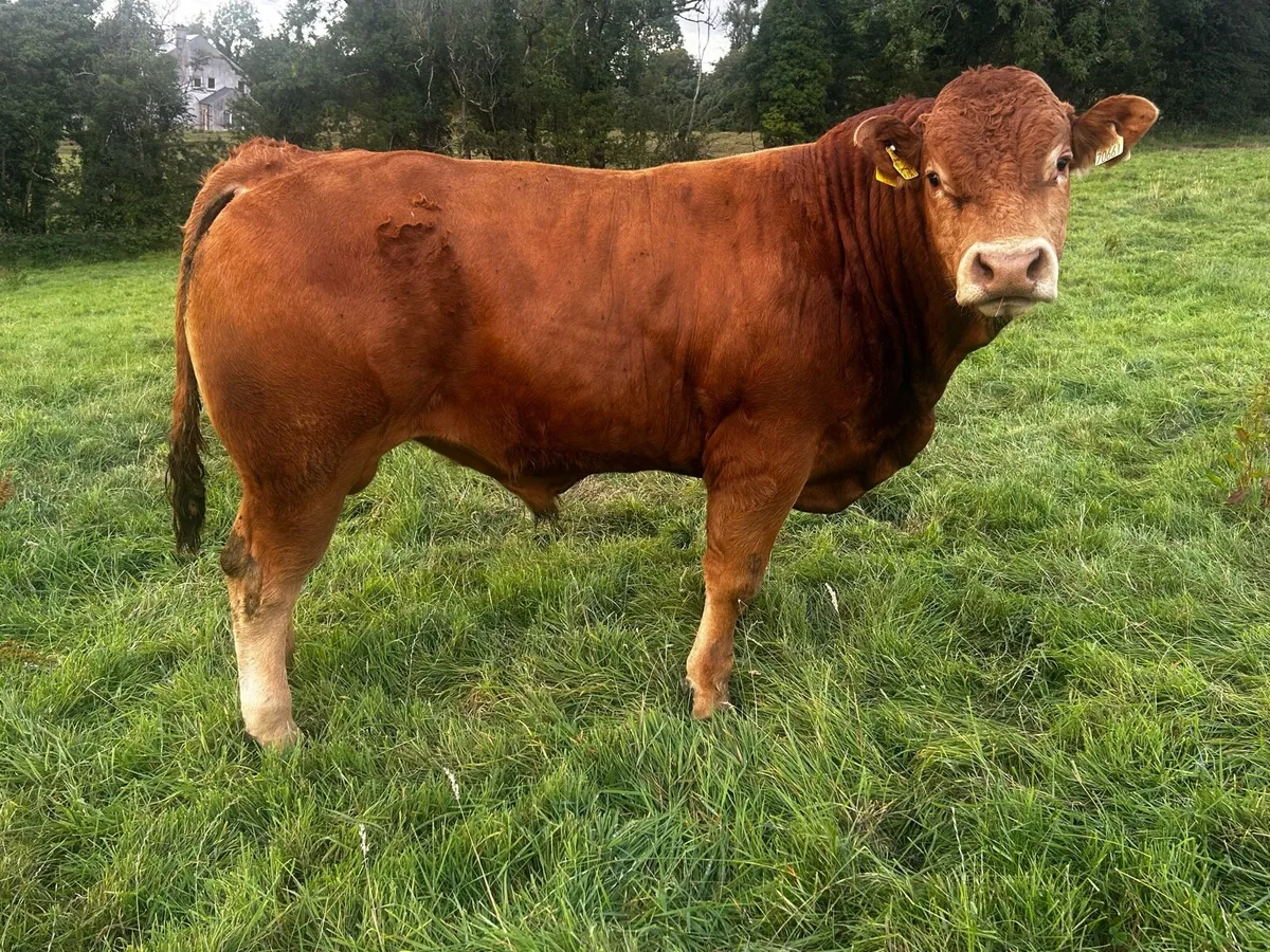 Pb Limousin bulls - Image 2