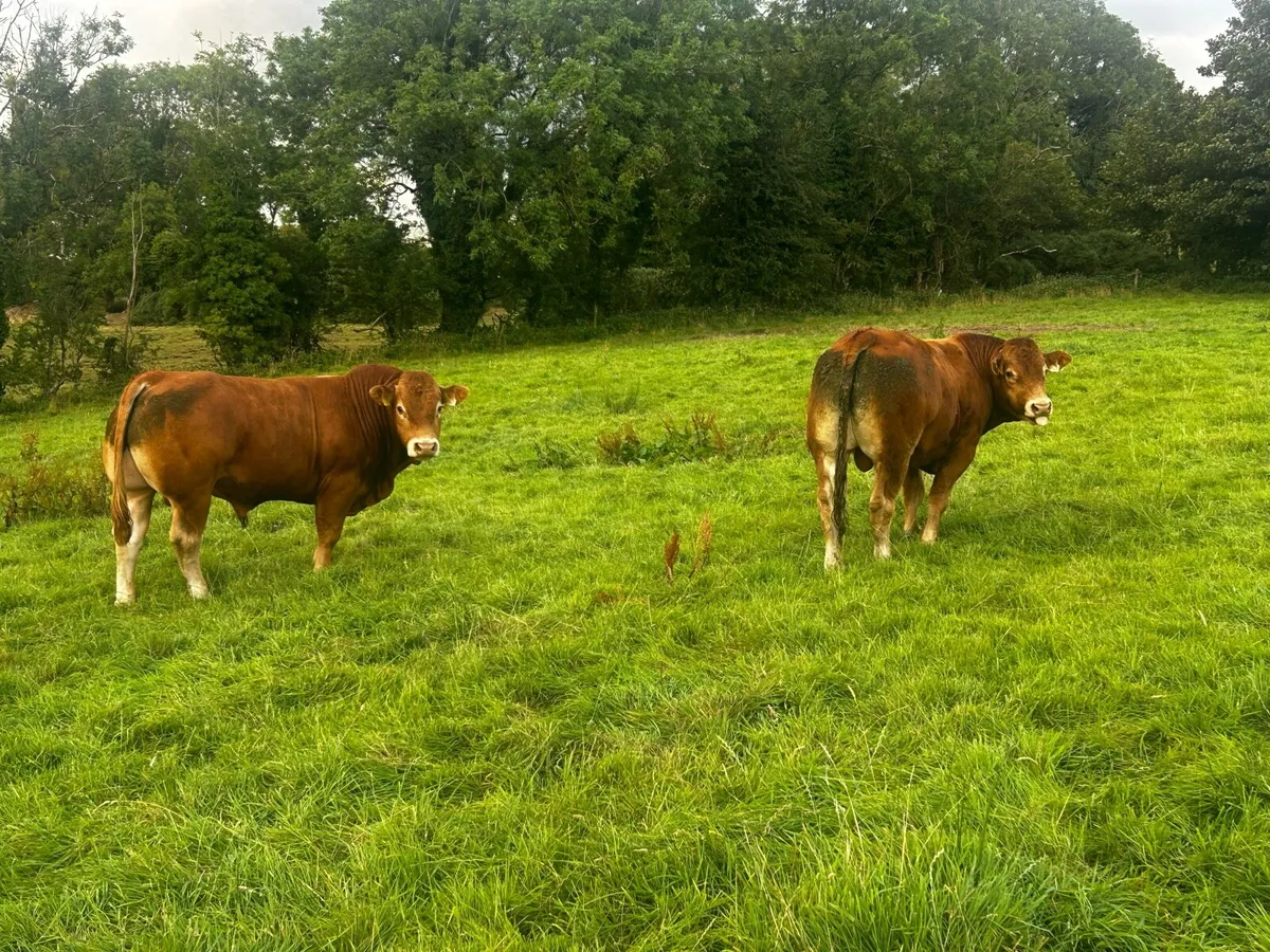 Pb Limousin bulls - Image 3