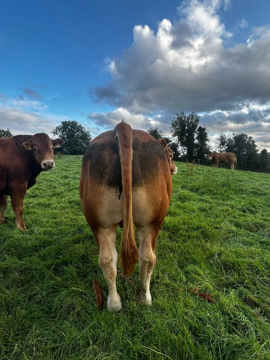 Pb Limousin bulls - Image 4