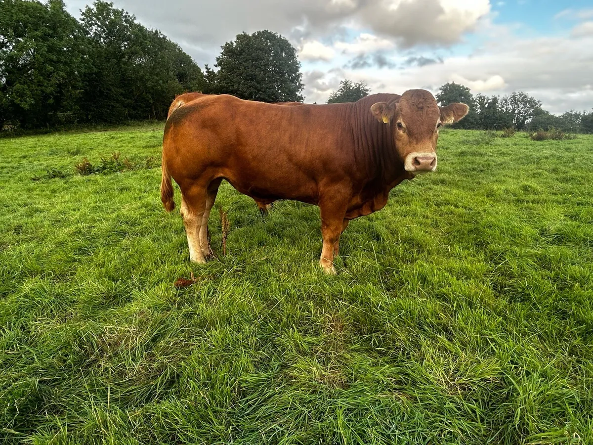 Pb Limousin bulls - Image 1