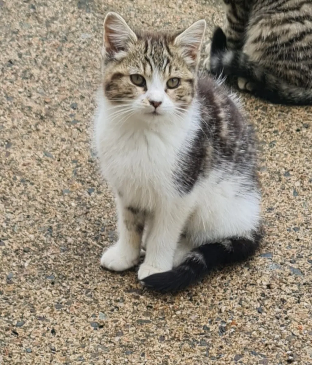 Kittens - Image 2
