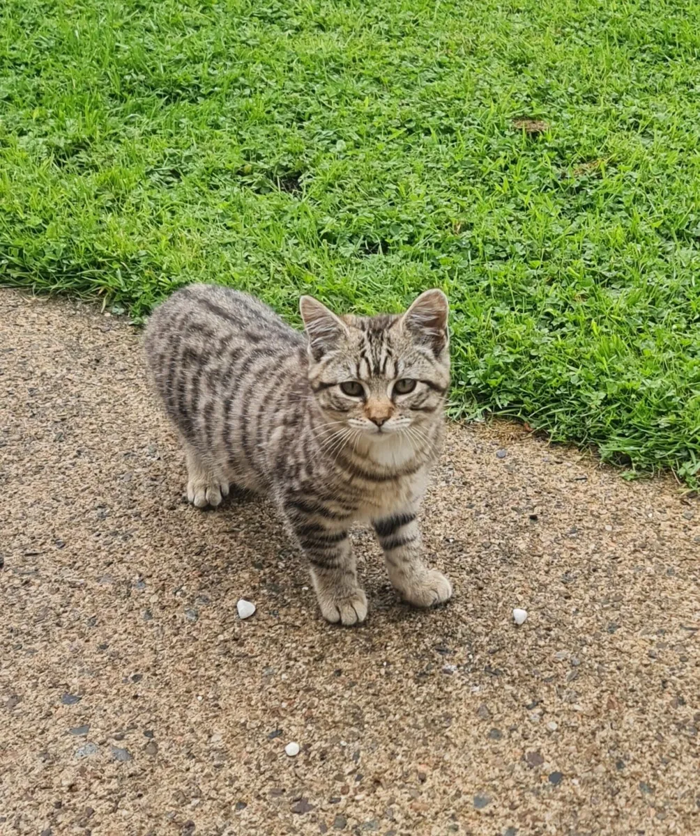 Kittens - Image 3