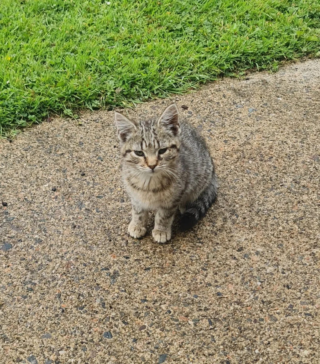 Kittens - Image 4