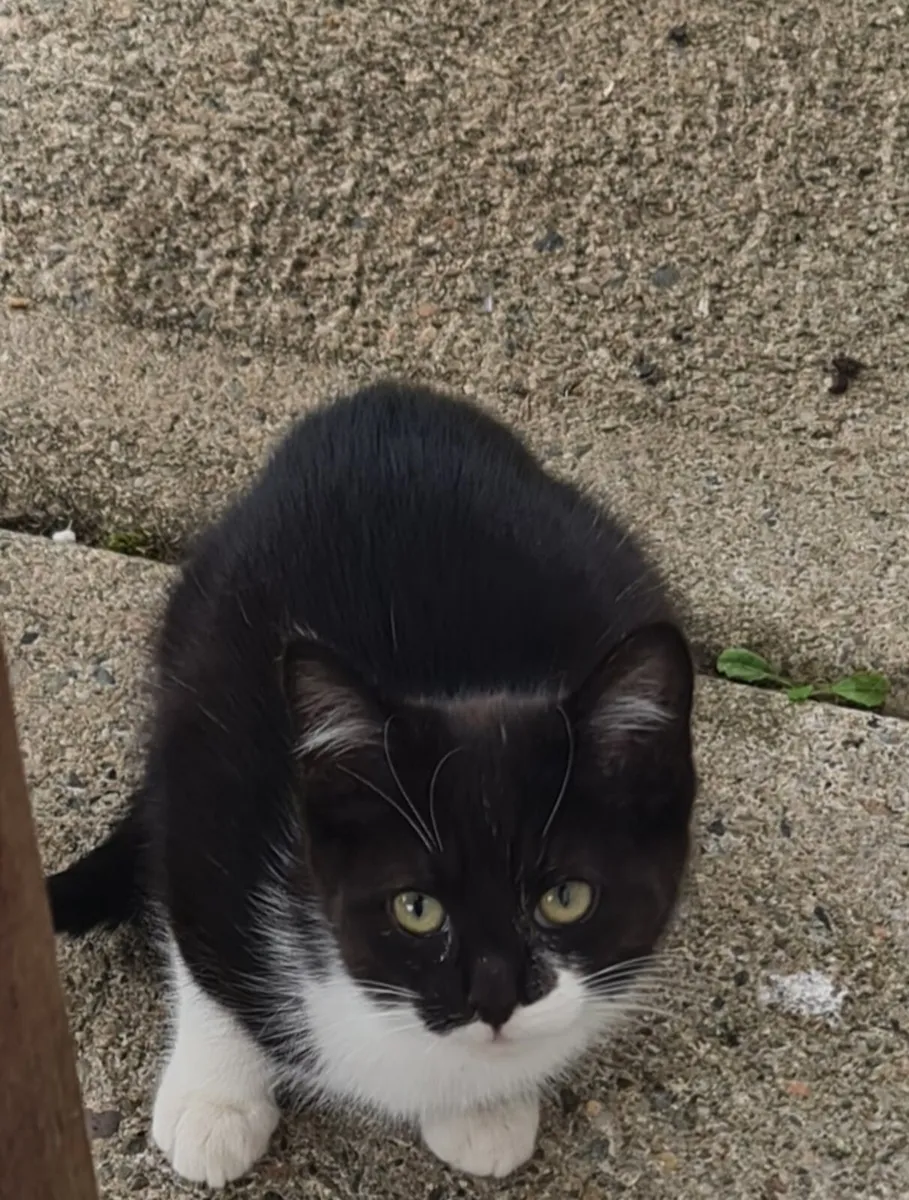 Kittens - Image 1