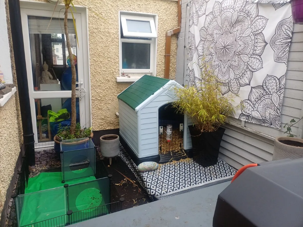 Xl dog kennel - Image 1