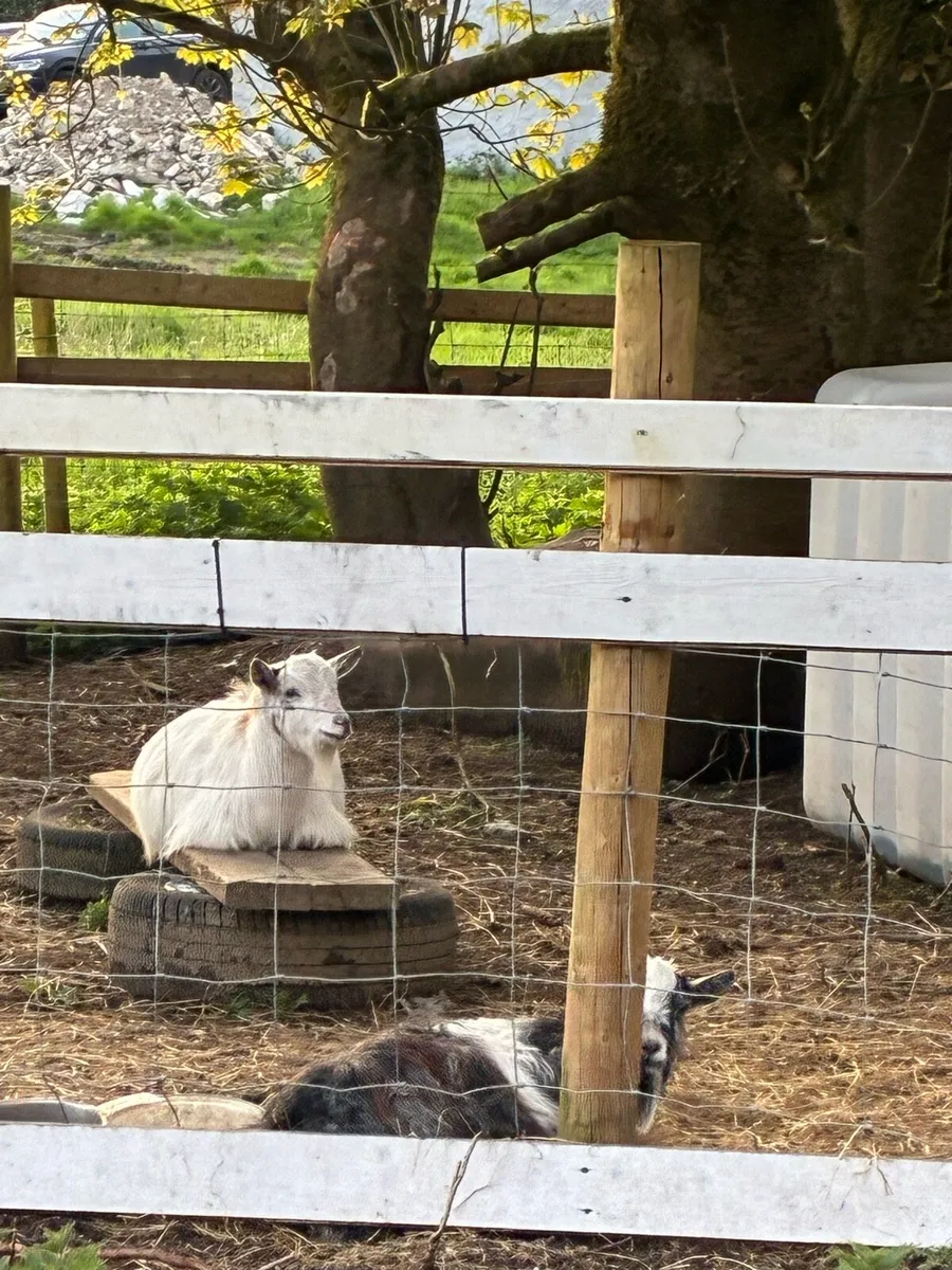 Pair of Pygmy goats - Image 1