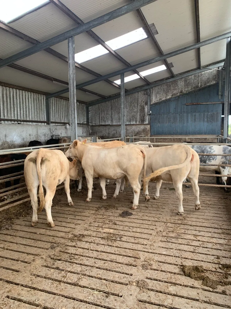 Purebred Charolais Bull - Image 4