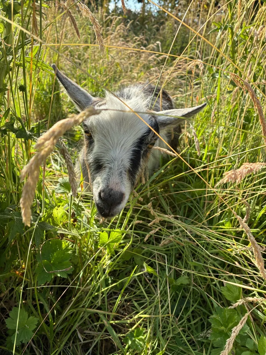 Pair of Pygmy goats - Image 2