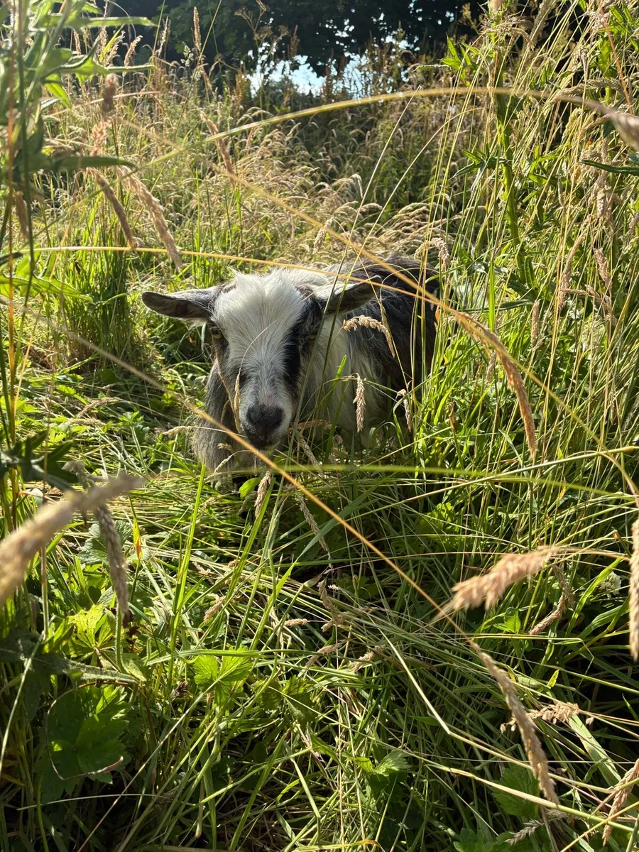 Pair of Pygmy goats - Image 3