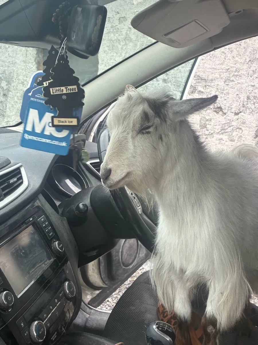Pair of Pygmy goats - Image 4