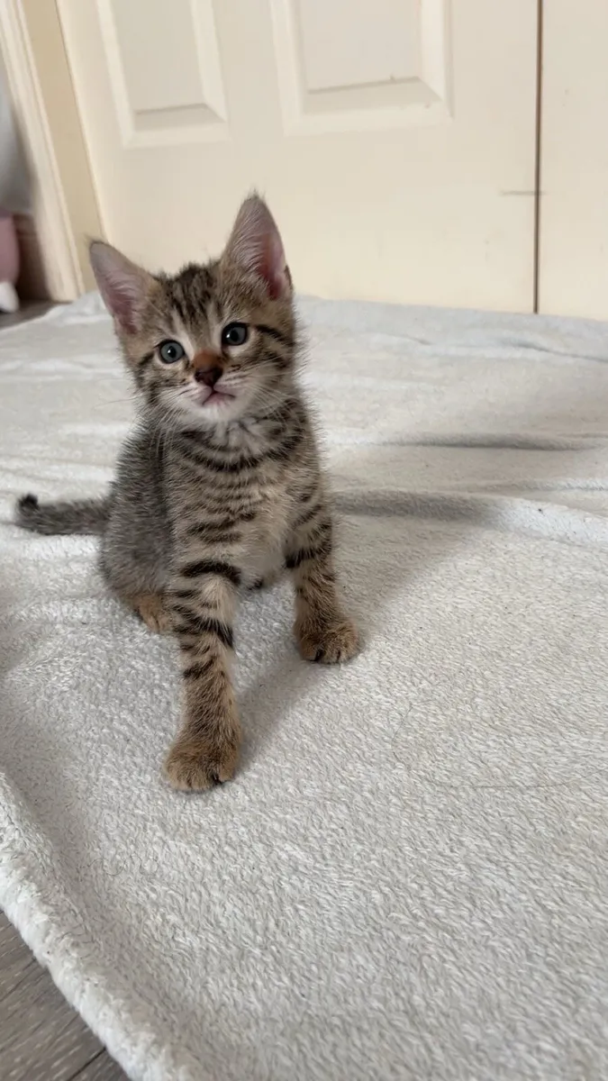 Kitten - Image 1