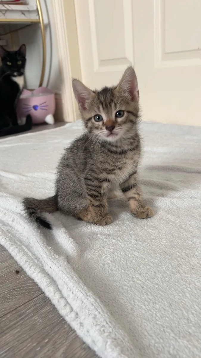 Kitten - Image 2