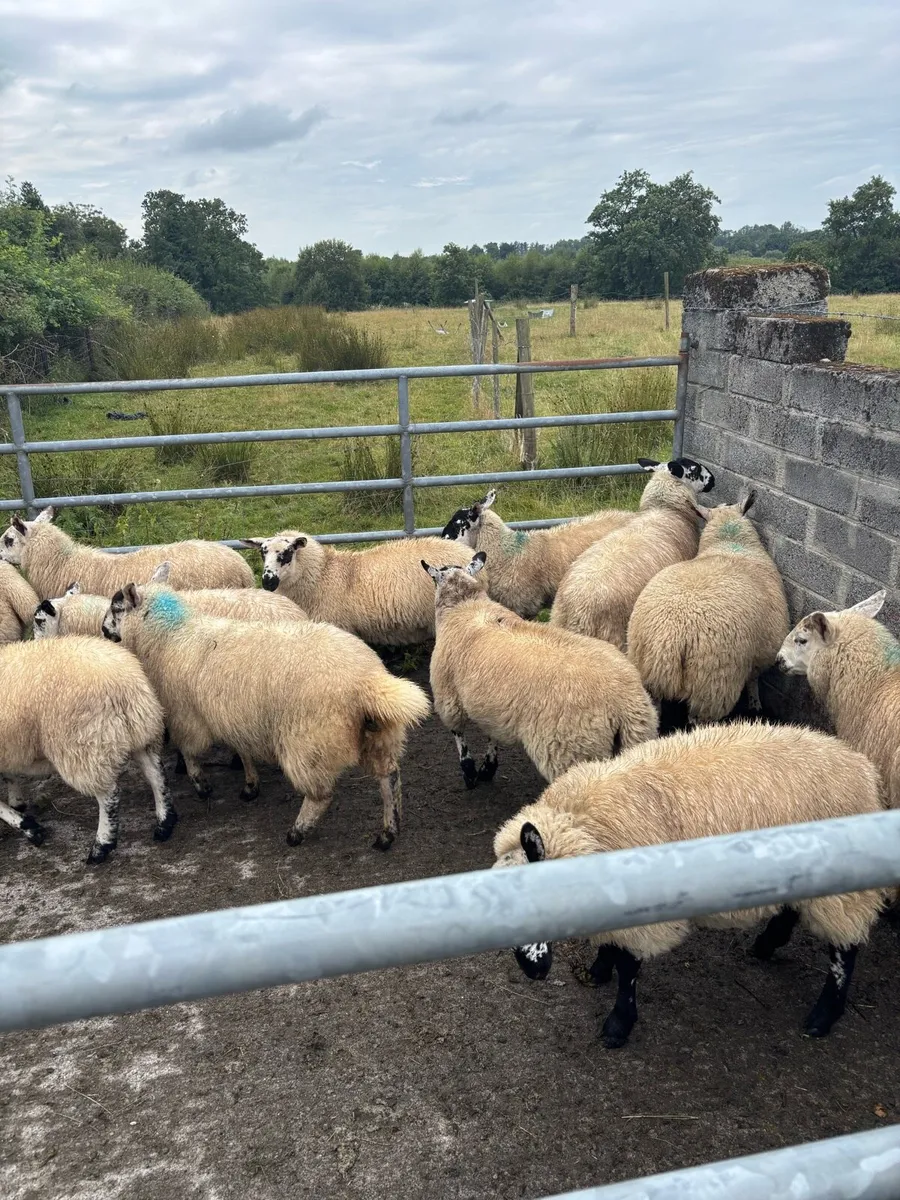 Ewe Lambs - Image 2