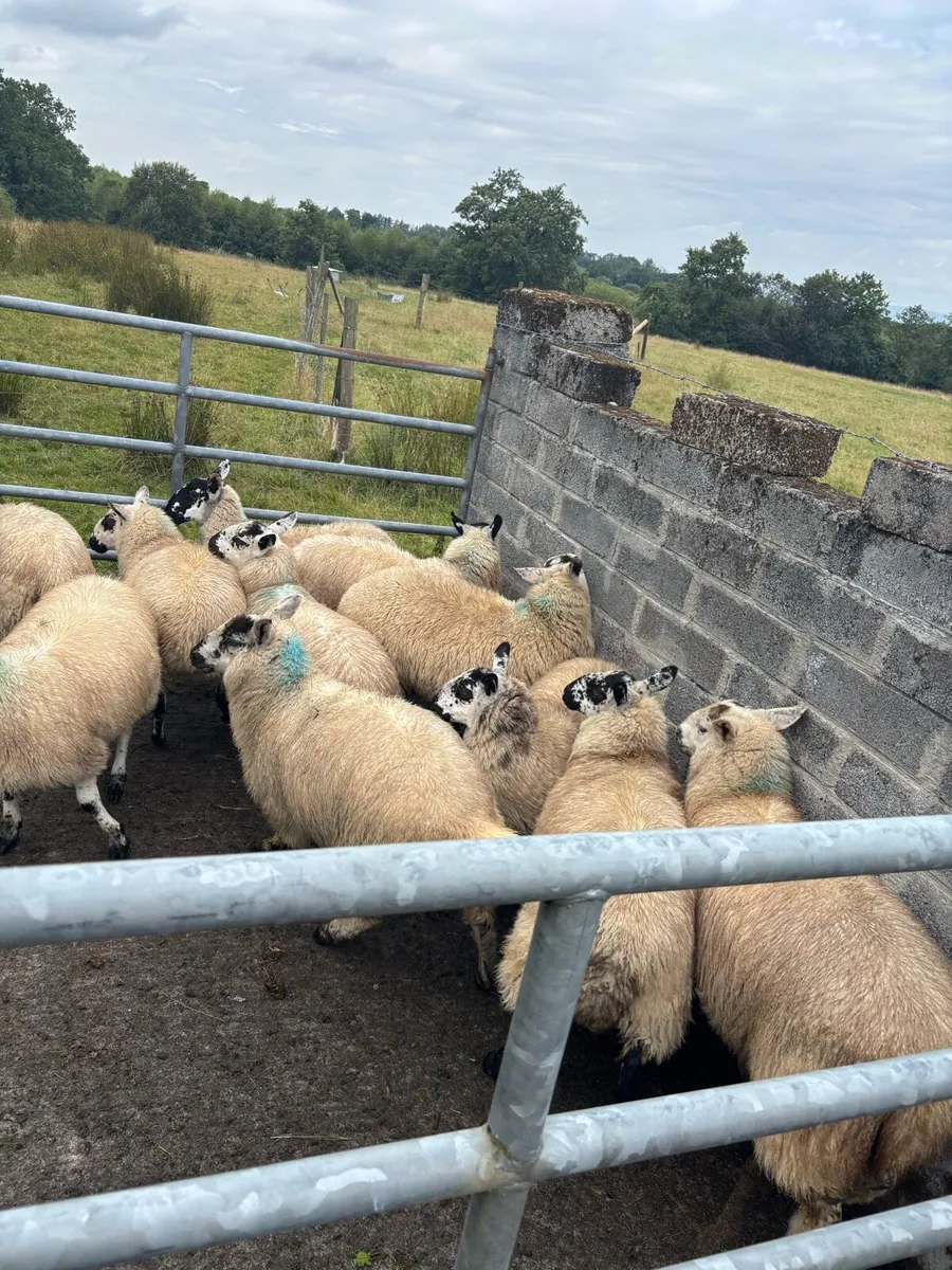 Ewe Lambs - Image 3
