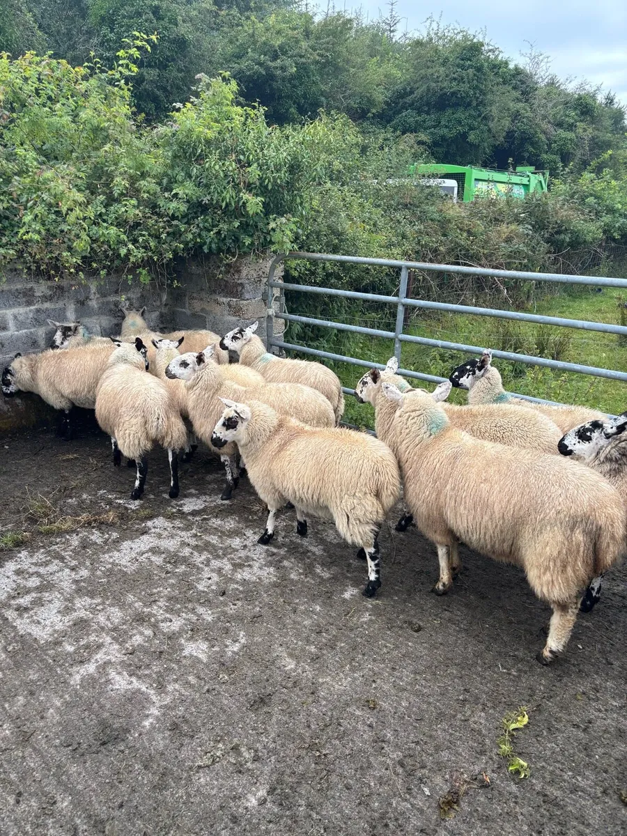 Ewe Lambs - Image 4