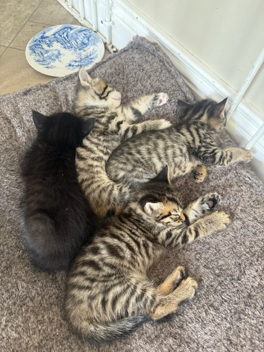 Kittens - Image 1