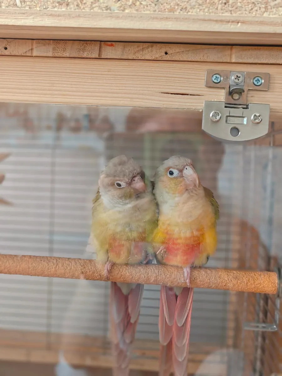 Pair of Conures Custom Cage & Full Accessories - Image 2