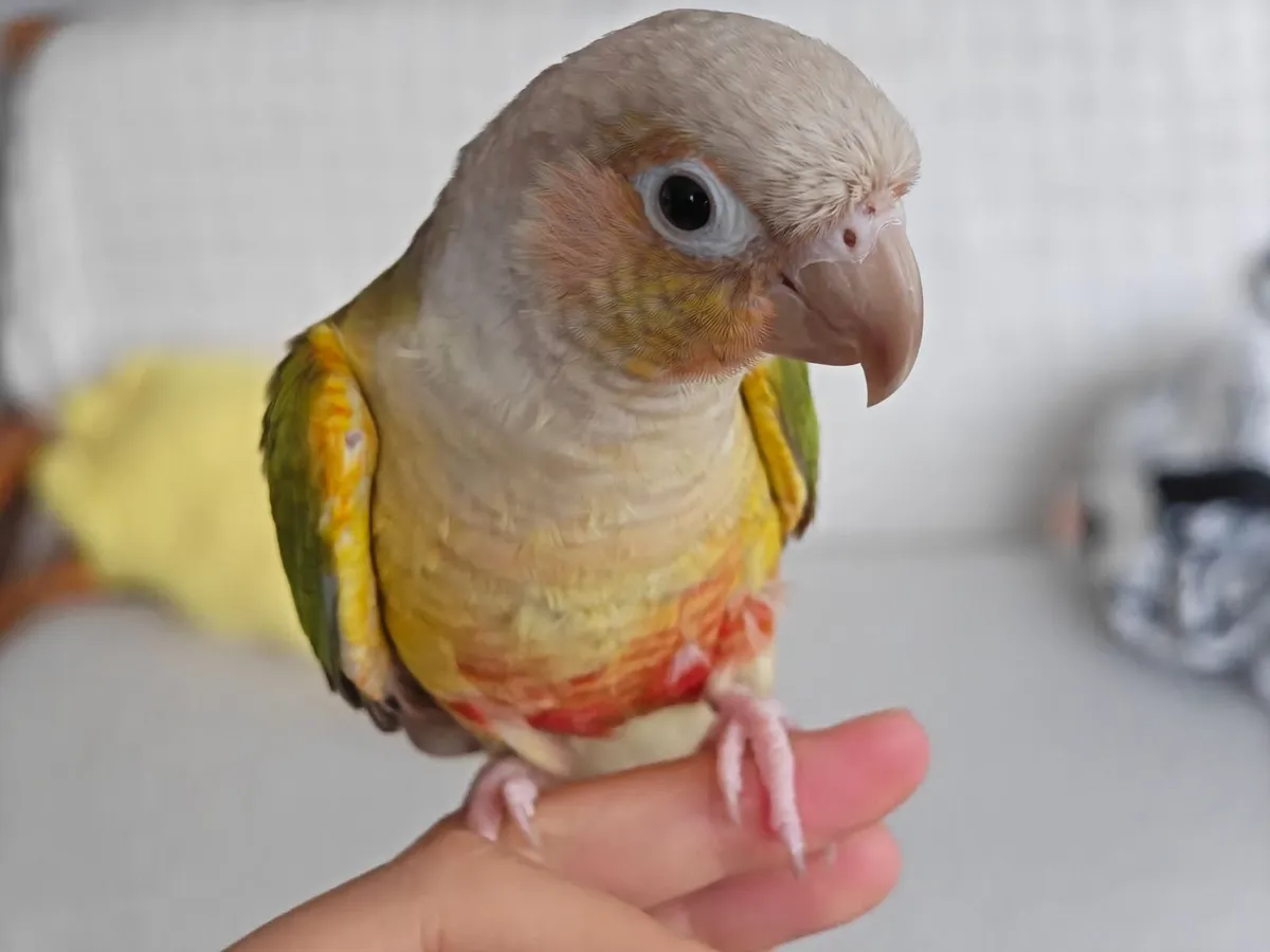 Pair of Conures Custom Cage & Full Accessories - Image 3