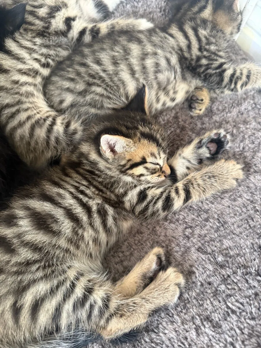 Kittens - Image 2