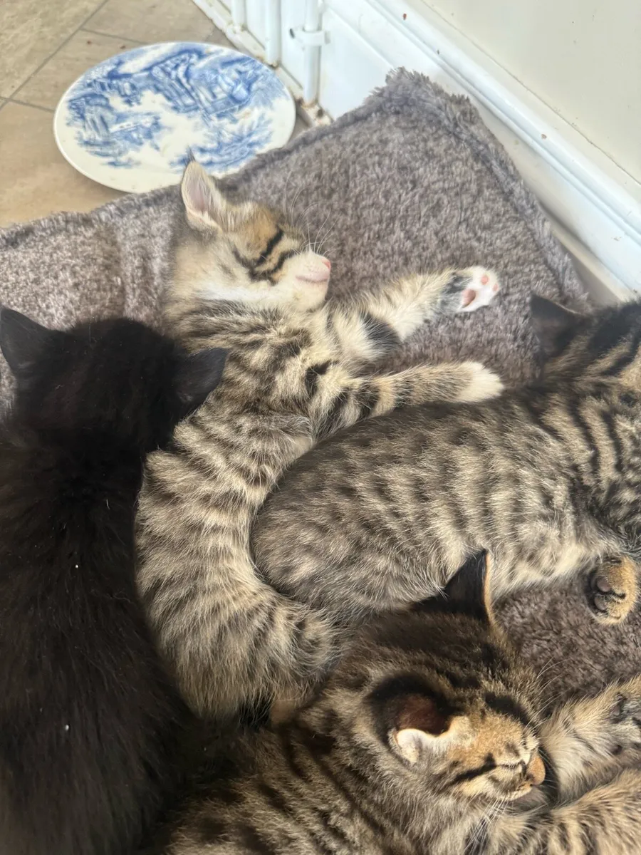 Kittens - Image 3