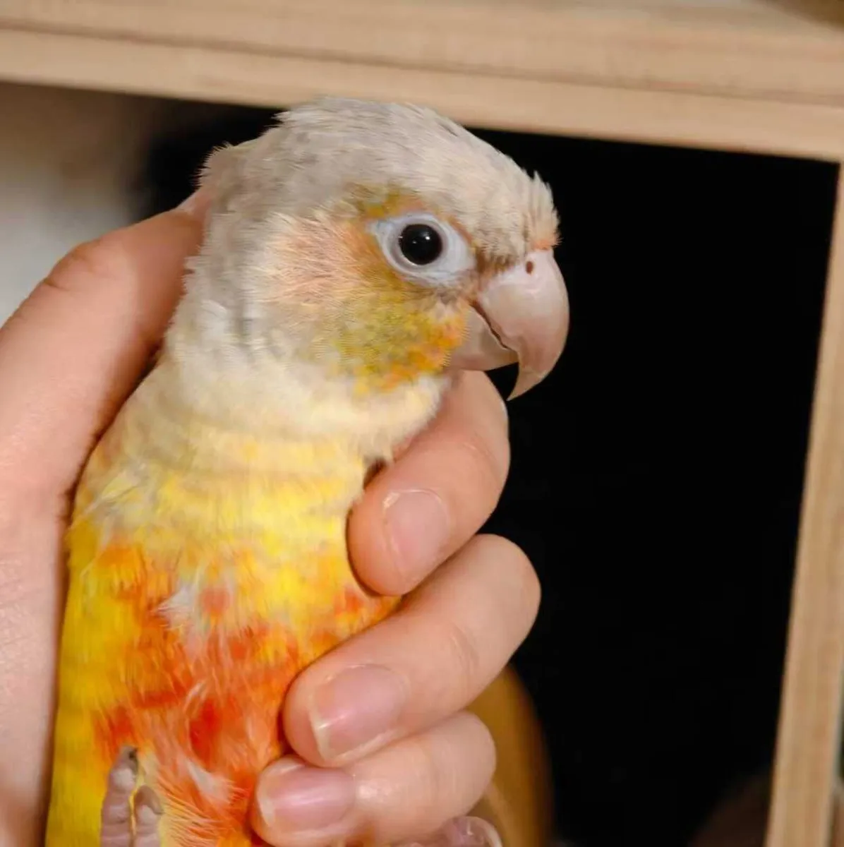 Pair of Conures Custom Cage & Full Accessories - Image 1