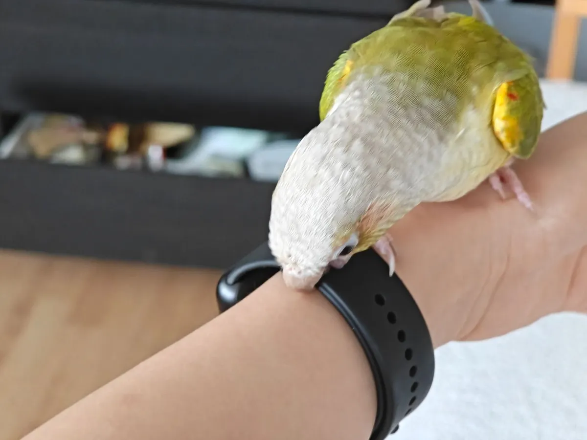 Pair of Conures Custom Cage & Full Accessories - Image 4