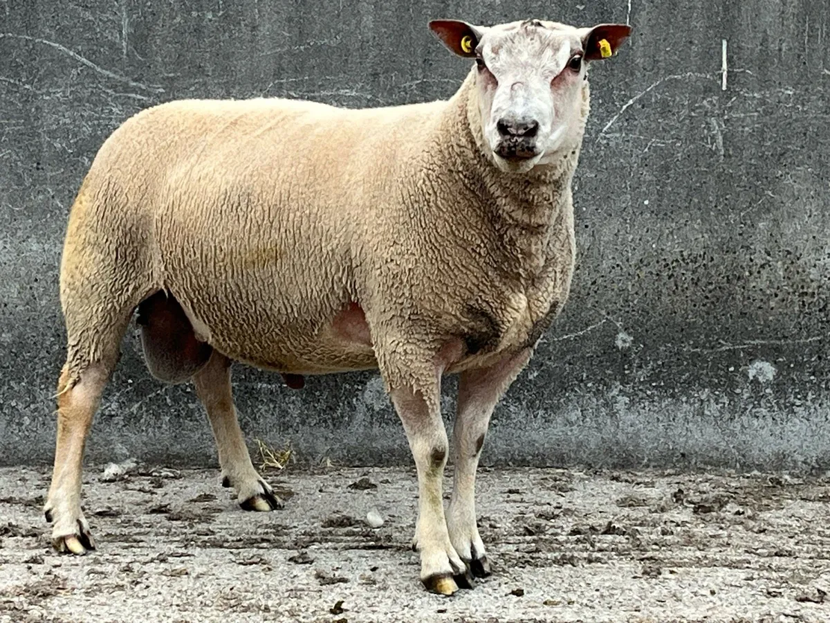 Super char ram - Image 1